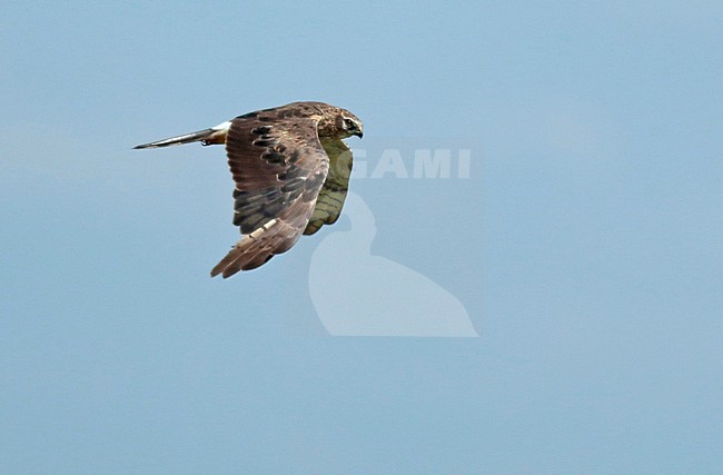 Second calendar year female Montagu's Harrier (Circus pygargus) in flight in Groningen, Netherlands. stock-image by Agami/Renate Visscher,