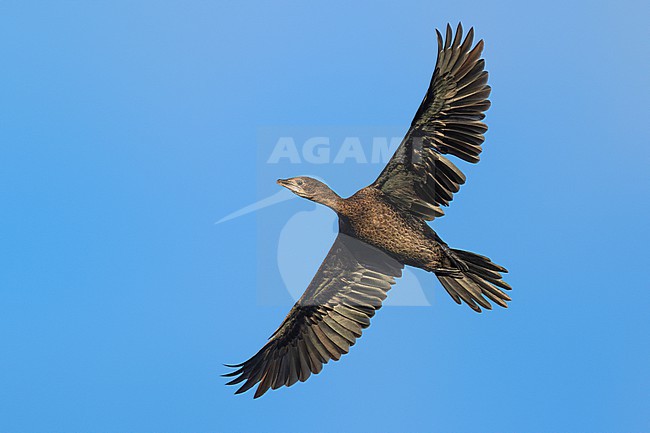 Pygmy Cormorant, Microcarbo pygmeus, in Italy. stock-image by Agami/Daniele Occhiato,