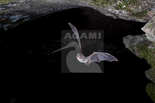 Schreibers vleermuis vliegend, Schreibers' bat flying, stock-image by Agami/Theo Douma,