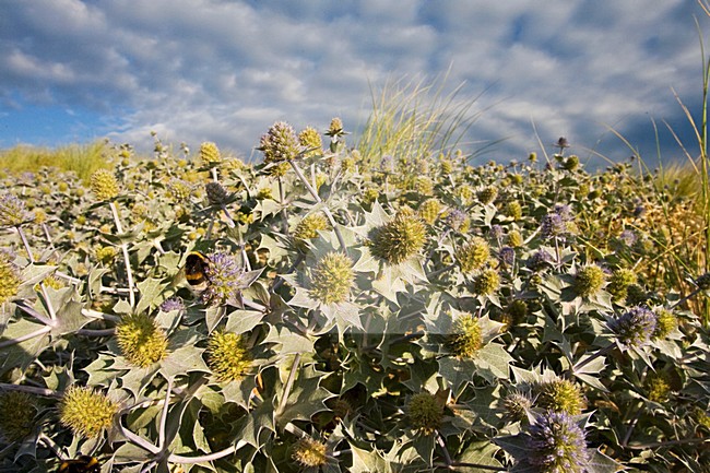 Blauwe Zeedistel in de zeereep; Sea Holly in coastal dunes stock-image by Agami/Marc Guyt,