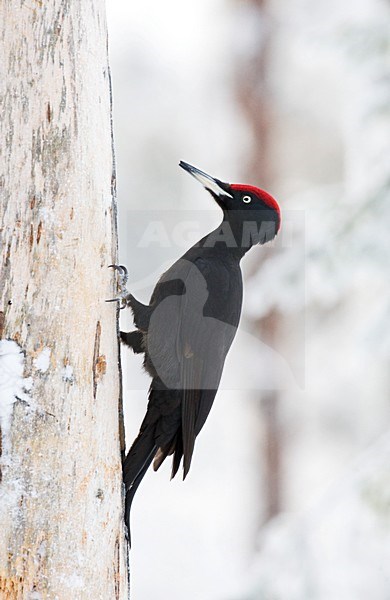 Zwarte Specht man; Black Woodpecker male stock-image by Agami/Marc Guyt,