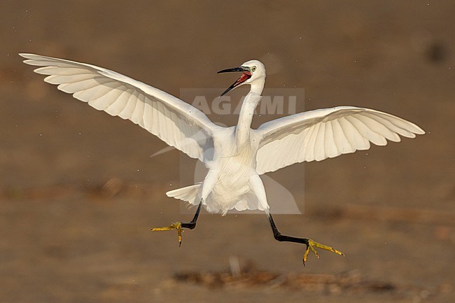 Little Egret (Egretta garzetta), front view of an individual in flight, Campania, Italy stock-image by Agami/Saverio Gatto,