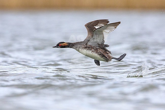 Adult Black-necked Grebe, Podiceps nigricollis, on a lake in Italy. stock-image by Agami/Daniele Occhiato,