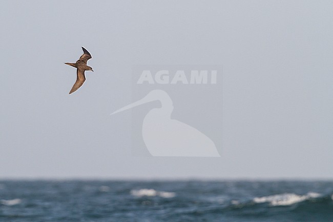 Jouanin's Petrel - Jouaninsturmvogel - Bulweria fallax, Oman stock-image by Agami/Ralph Martin,