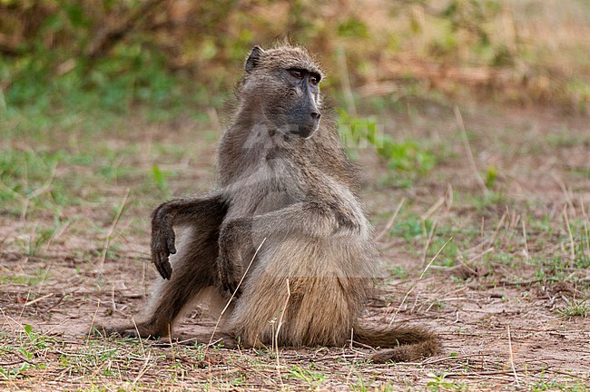 Portrait of a chacma baboon, Papio ursinus, sitting. Chobe National Park, Botswana. stock-image by Agami/Sergio Pitamitz,