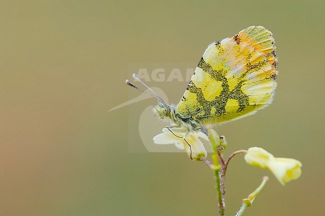 Provence Orange-tip, Anthocharis euphenoides stock-image by Agami/Wil Leurs,