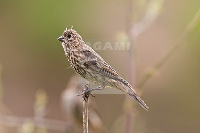 Mexicaanse Roodmus juveniel zittend Californie USA, House Finch a juvenile perched California USA stock-image by Agami/Wil Leurs,