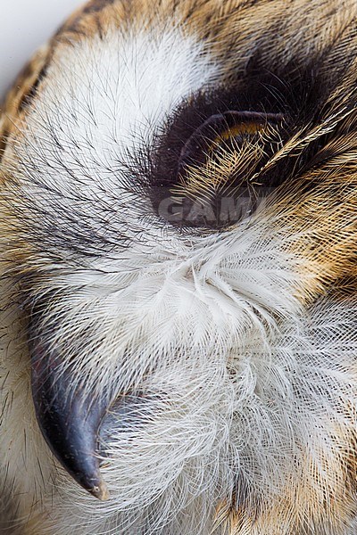Short-eared Owl, Asio flameous roadkill dead lying on the road hit by a car. Portrait of the bird's face with details of the feathers of the face mask. stock-image by Agami/Menno van Duijn,