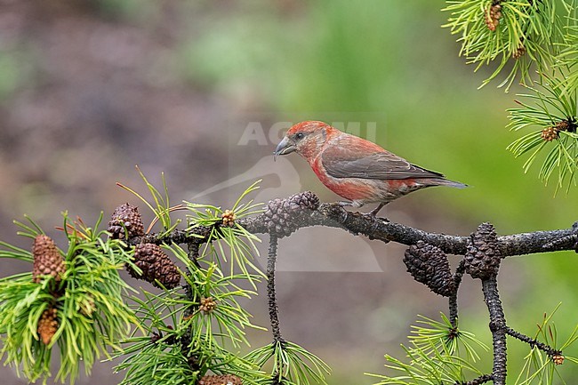 Adult male
Jefferson Co., CO
June 2023 stock-image by Agami/Brian E Small,