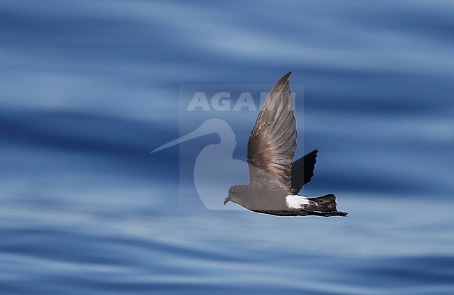 Wilson's Storm Petrel at sea during Fuseta pelagic, Algarve, Portugal. stock-image by Agami/Helge Sorensen,