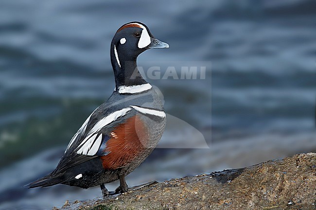Adult male Harlequin Duck (Histrionicus histrionicus) along the Atlantic Coast in Ocean County, New Jersey, USA, during early spring. Standing on the shore. stock-image by Agami/Brian E Small,