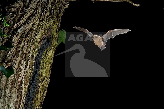 Rosse vleermuis vliegend; Noctule flying stock-image by Agami/Theo Douma,