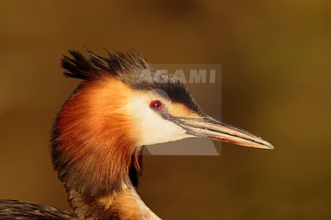 fuut kop portret; Great crested Grebe head shot; stock-image by Agami/Walter Soestbergen,