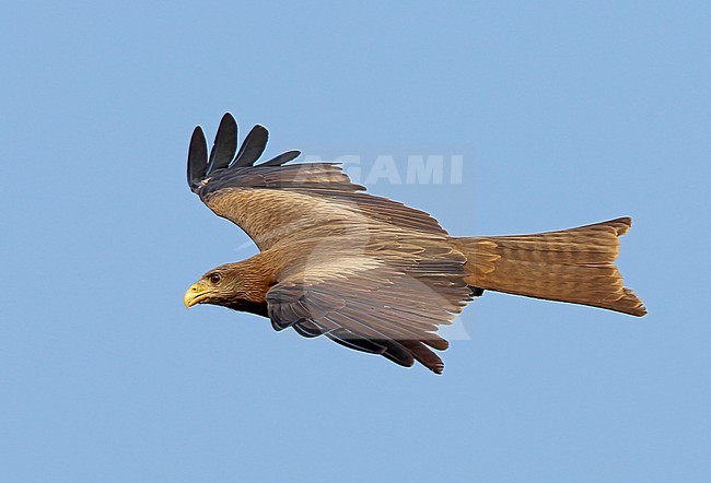 Yellow-billed kite, Milvus aegyptius, in Africa. stock-image by Agami/Nigel Voaden,