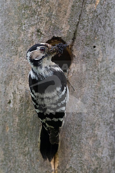 Lesser Spotted Woodpecker (Dryobates minor buturlini), adult female at the entrance of the nest, Campania, Italy stock-image by Agami/Saverio Gatto,
