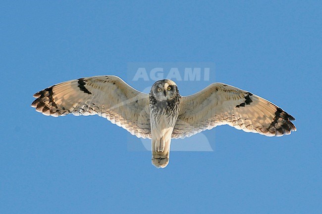 Short-eared Owl (Asio flammeus) flying overhad in Finland. Seen from below, looking down. Curious look in its eyes. stock-image by Agami/Jari Peltomäki,