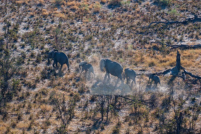 An aerial view of African elephants and calves, Loxodonda africana, walking. Okavango Delta, Botswana. stock-image by Agami/Sergio Pitamitz,