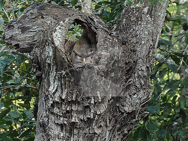 Spot-bellied Eagle-Owl (Ketupa nipalensis) in India. stock-image by Agami/James Eaton,