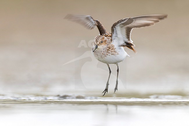 Migrant Little Stint (Calidris minuta) in Italy. stock-image by Agami/Daniele Occhiato,