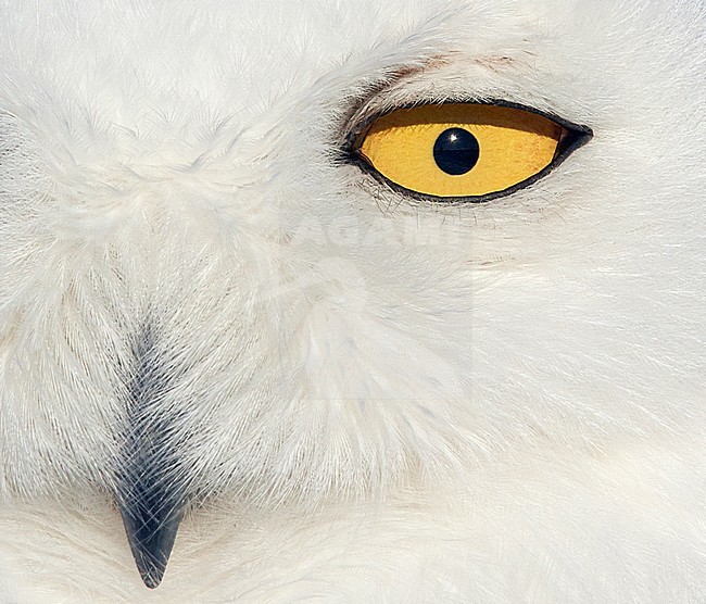 Snowy Owl female (Bubo scandiaca) Canada February 2016 stock-image by Agami/Markus Varesvuo,