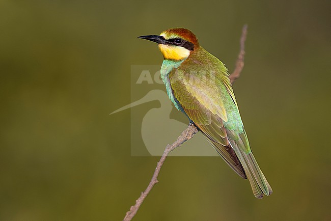 European Bee-eater, Merops apiaster, in Italy. stock-image by Agami/Daniele Occhiato,