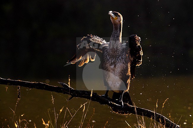 Aalscholver; Great Cormorant stock-image by Agami/Daniele Occhiato,
