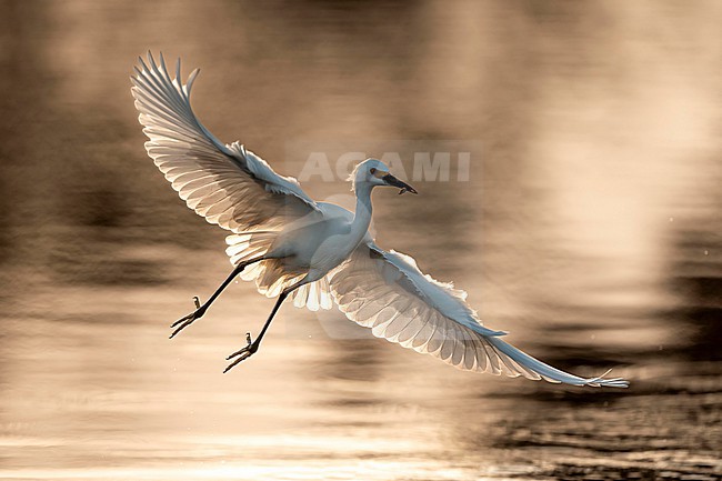Snowy Egret (Egretta thula) hunting in natural swamp in Florida USA. stock-image by Agami/Marcel Burkhardt,