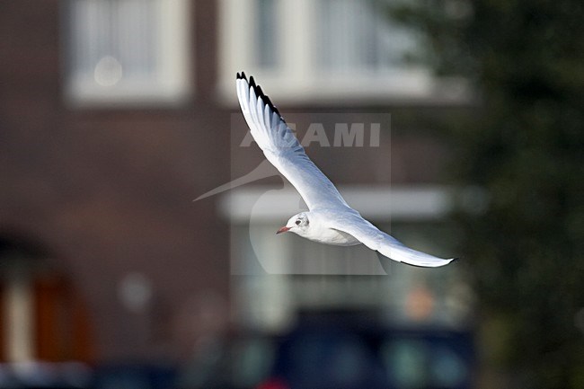 Kokmeeuw vliegend door Amsterdamse gracht; Black-headed Gull flying in Amsterdam canal; stock-image by Agami/Marc Guyt,