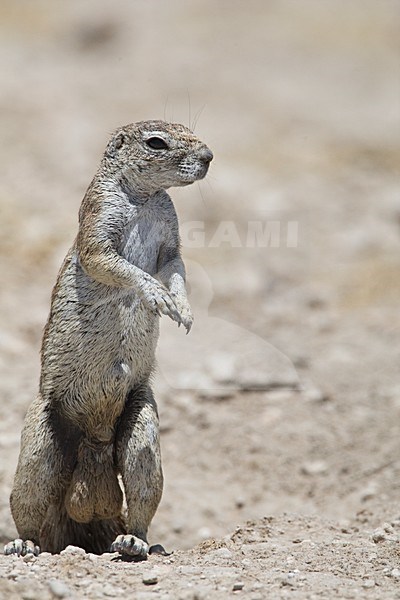 Kaapse grondeekhoorn mannetje Namibie, Cape Ground Squirrel male Namibia stock-image by Agami/Wil Leurs,