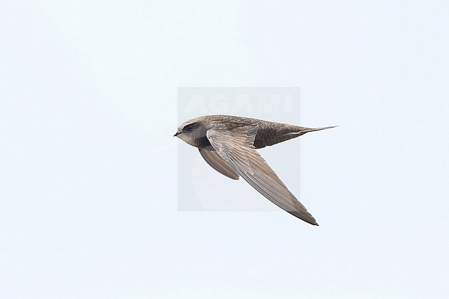 Eastern Common Swift (Apus apus pekinensis) at Kokonor Lake in China. stock-image by Agami/Yann Muzika,