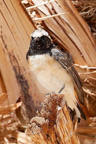 Second-summer male Pied Wheatear (Oenanthe pleschanka) in palm plantage near Eilat, Israel during spring migration. stock-image by Agami/Marc Guyt,