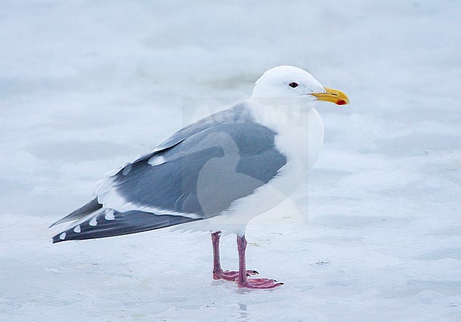 Adult Glaucous-winged Gull (Larus glaucescens) wintering in northern Japan. Standing on a ice flow offshore the coastal town Rausu on Hokkaido. stock-image by Agami/Marc Guyt,
