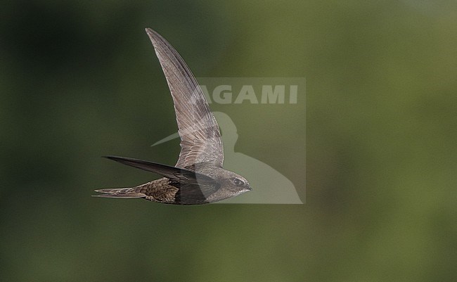 Common Swift, Apus apus, flying above green water, at Holte, Denmark stock-image by Agami/Helge Sorensen,