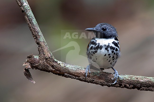 Male Spotted Antbird (Hylophylax naevioides) perched on a branch in understory of a rainforest in Panama. stock-image by Agami/Dubi Shapiro,