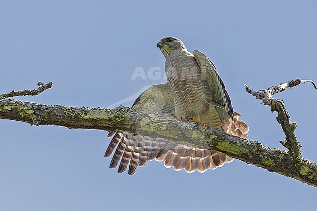 Ridgway's Hawk (Buteo ridgwayi)  in the Dominican Republic. stock-image by Agami/Pete Morris,
