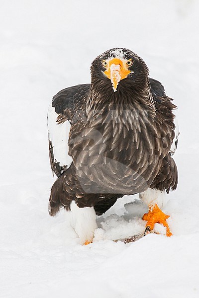 Steller's Sea Eagle, Haliaeetus pelagicus, wintering at Rauso, Hokkaido, Japan. stock-image by Agami/Pete Morris,