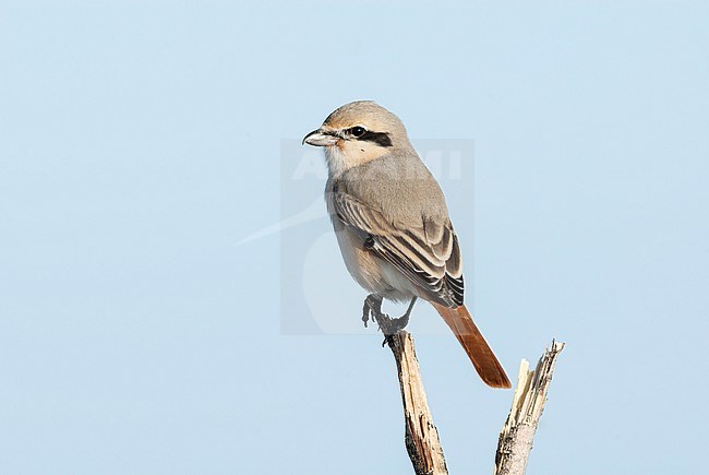 Daurische Klauwier, Daurian Shrike, Lanius isabellinus stock-image by Agami/Arend Wassink,