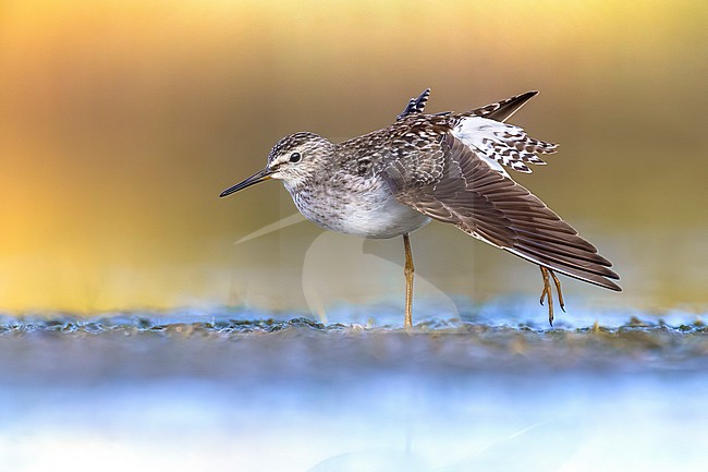 Wood Sandpiper (Tringa glareola) in Italy. stock-image by Agami/Daniele Occhiato,