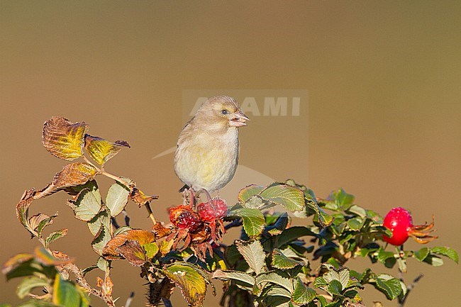 Female European Greenfinch in the fall foraging on one Japanese Rose stock-image by Agami/Menno van Duijn,