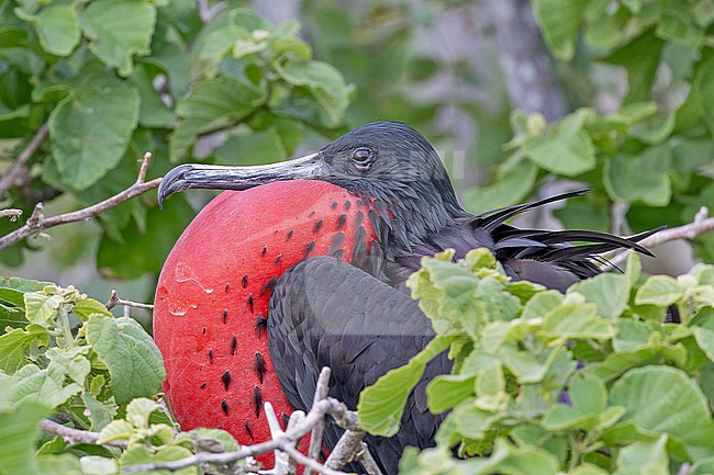 Magnificent frigatebird (Fregata magnificens magnificens) on the Galapagos Islands, part of the Republic of Ecuador. Male on its nest. stock-image by Agami/Pete Morris,