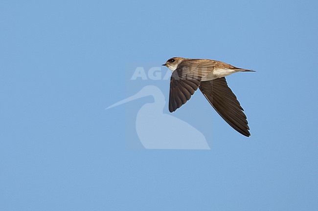Sand Martin (Riparia riparia) in dunes of Texel, Netherlands. stock-image by Agami/Marc Guyt,