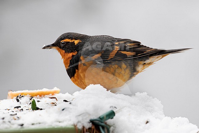 A Varied Thrush is feeding in the snow in Vancouver, British Colombia, Canada stock-image by Agami/Jacob Garvelink,