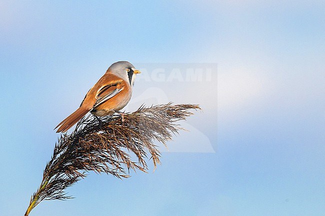Bearded Reedling (Panurus biarmicus) male, perched on a reed, with the sky as background. stock-image by Agami/Sylvain Reyt,