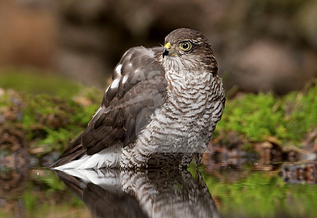 Sperwer bij drinkplaats; Eurasian Sparrowhawk at drinking site stock-image by Agami/Han Bouwmeester,