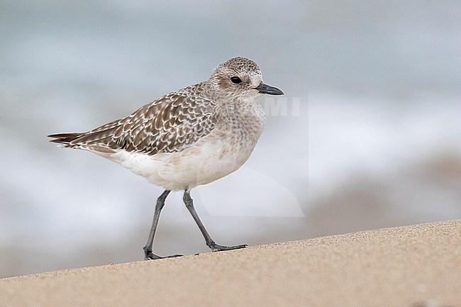 Grey Plover (Pluvialis squatarola), side view of an adult in winter plumage standing on the sand, Campania, Italy stock-image by Agami/Saverio Gatto,