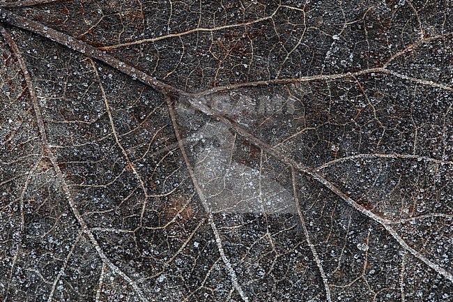 Frosted leaves stock-image by Agami/Wil Leurs,