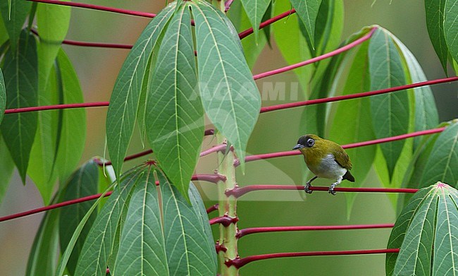 The Togian white-eye (Zosterops somadikartai) is found in the Togian Islands of Indonesia, where it is endemic. The species is formally described in 2008. stock-image by Agami/James Eaton,