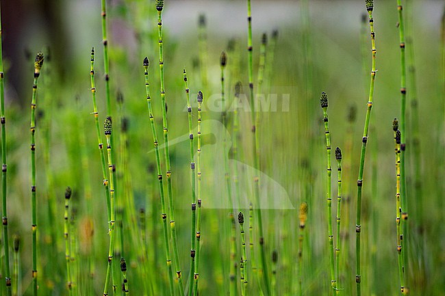 Equisetum hyemale + Equisetum x moorei stock-image by Agami/Wil Leurs,