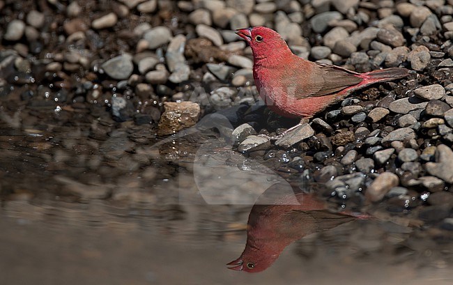 Red-billed firefinch (Lagonosticta senegala) in Africa. Also known Senegal firefinch. stock-image by Agami/Ian Davies,