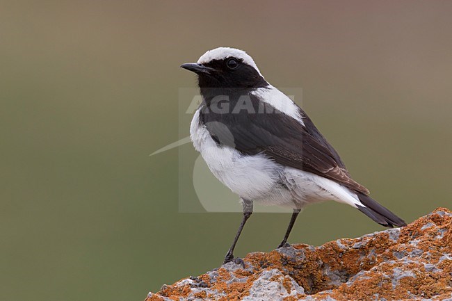 Mannetje Finsch\' Tapuit op rots; Male Finsch\'s Wheatear perched on a rock stock-image by Agami/Daniele Occhiato,